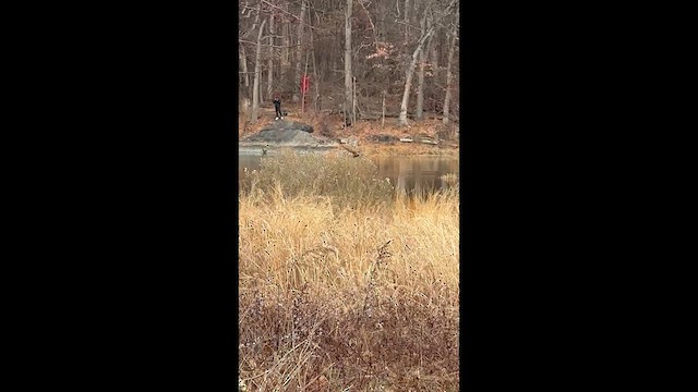 זרון אמריקני - ML647269092