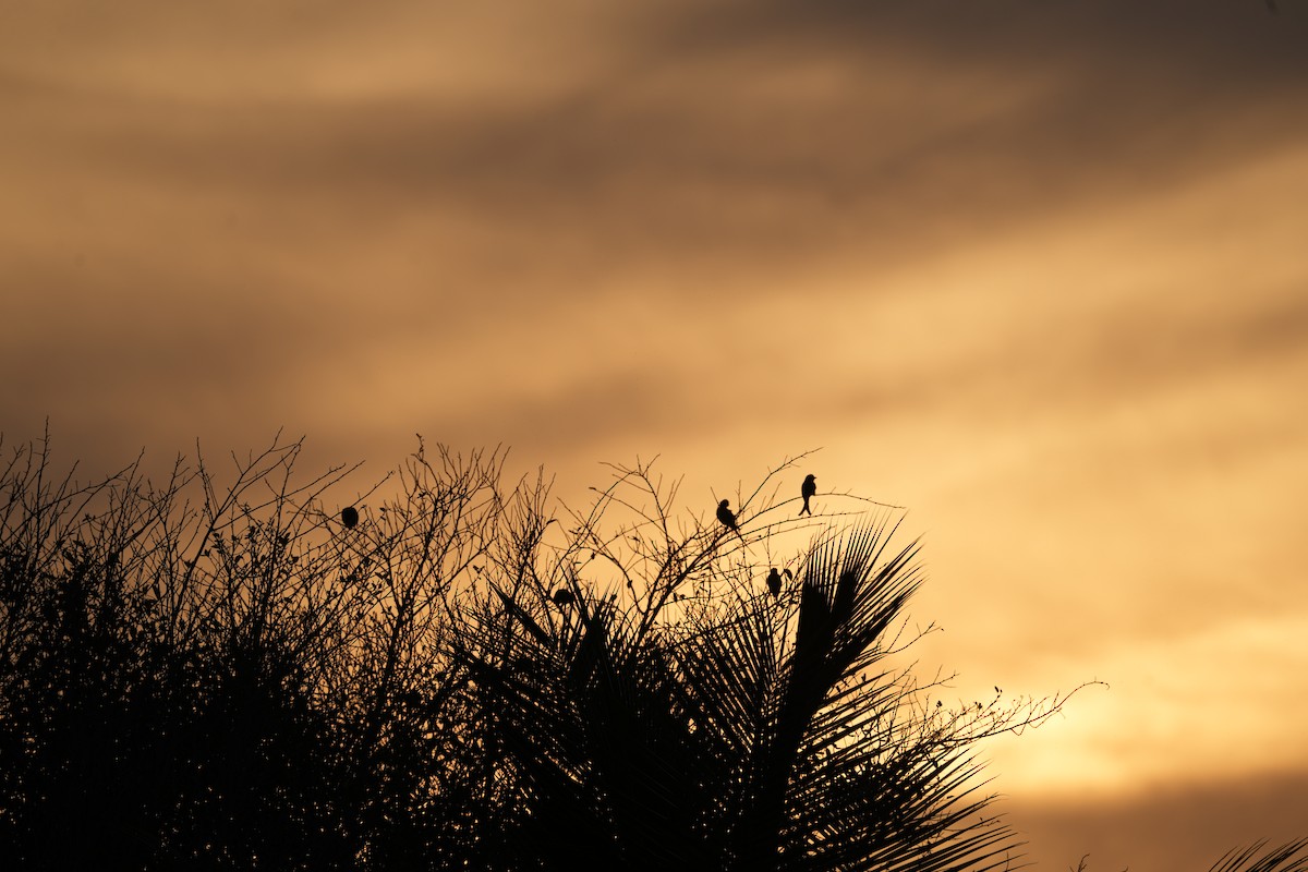 Perruche à tête prune - ML647269111