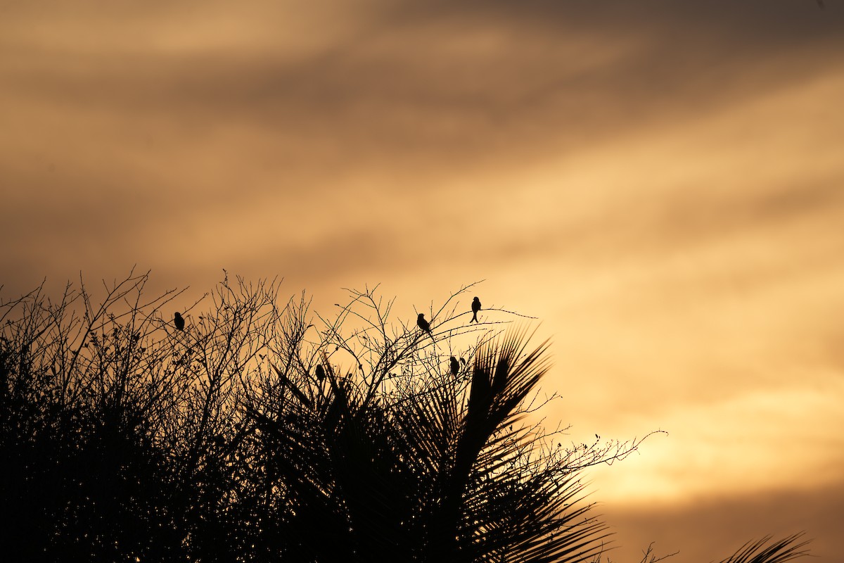 Perruche à tête prune - ML647269112