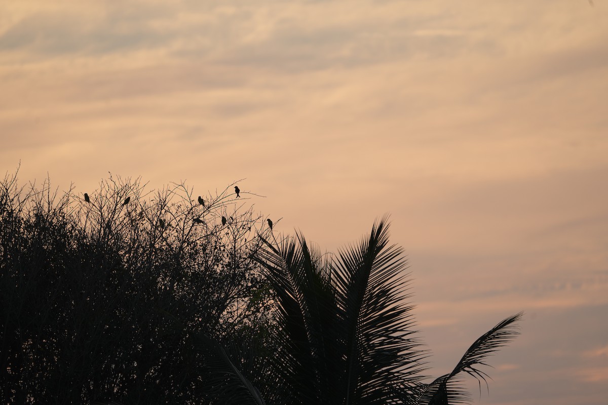 Perruche à tête prune - ML647269113