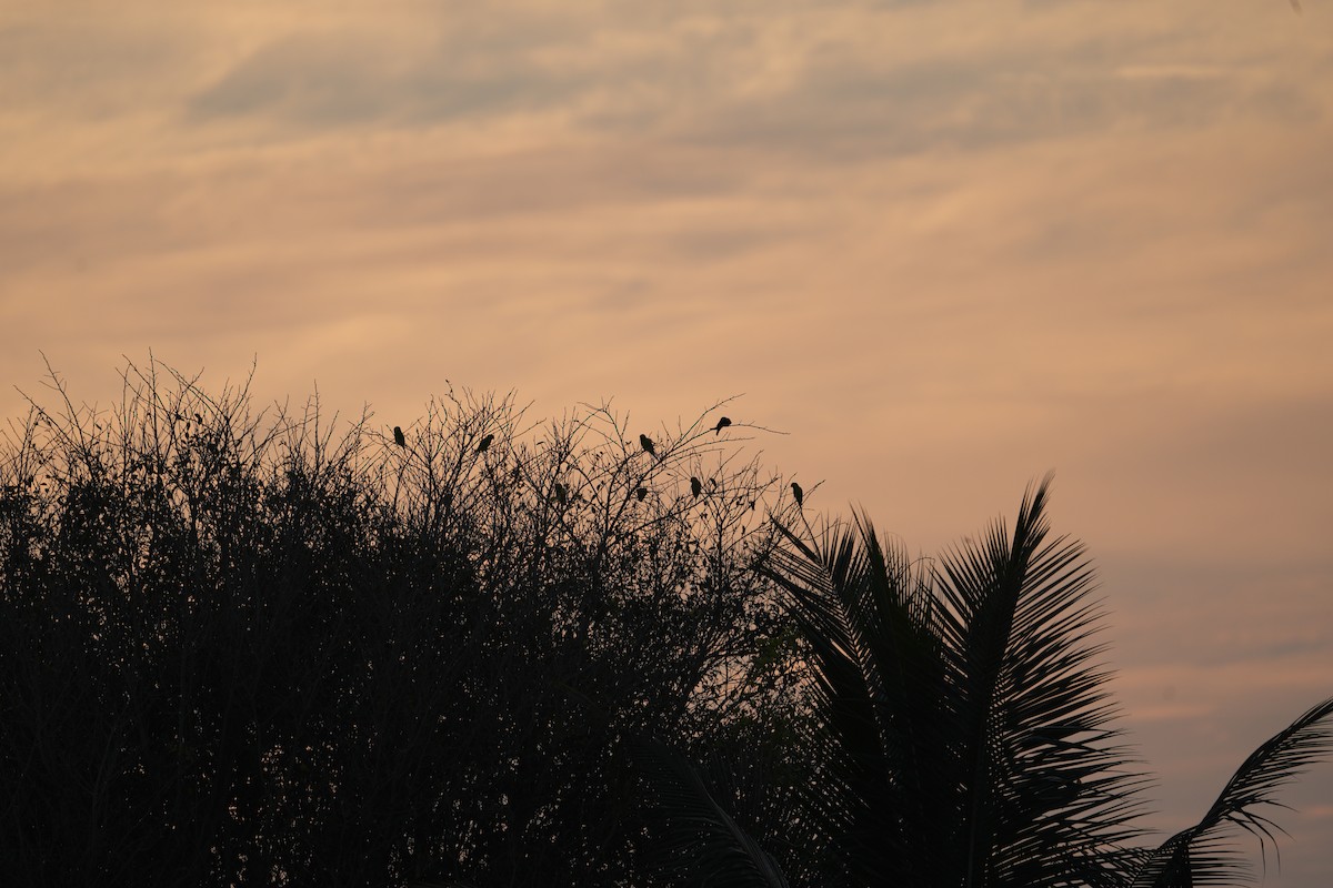 Perruche à tête prune - ML647269114