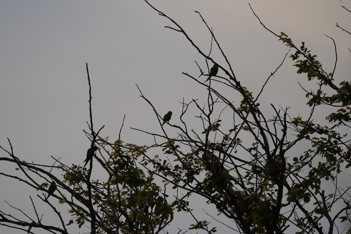 Perruche à tête prune - ML647269115