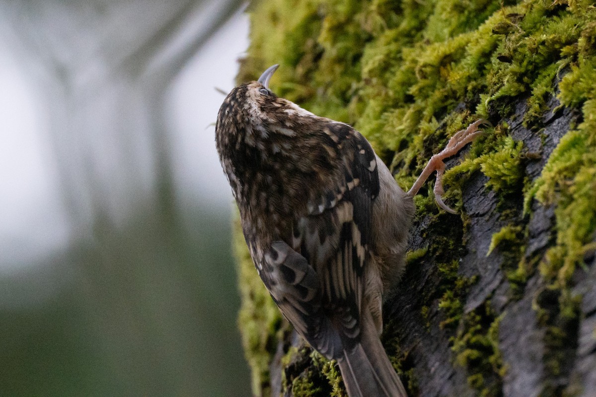 Brown Creeper - ML647269118