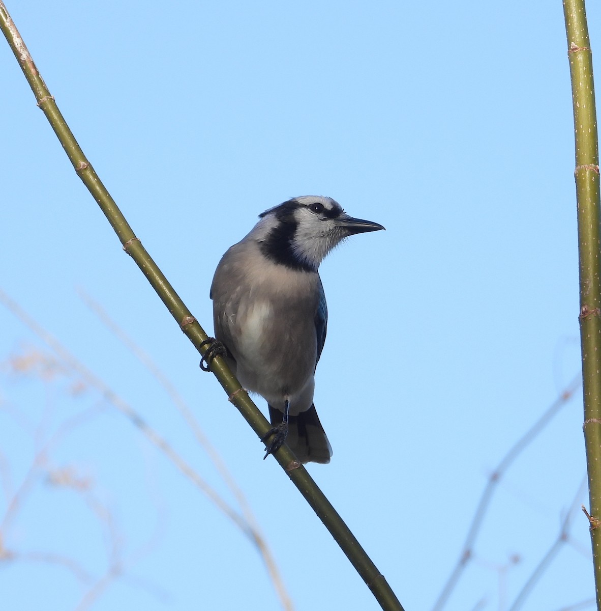 Blue Jay - ML647269119
