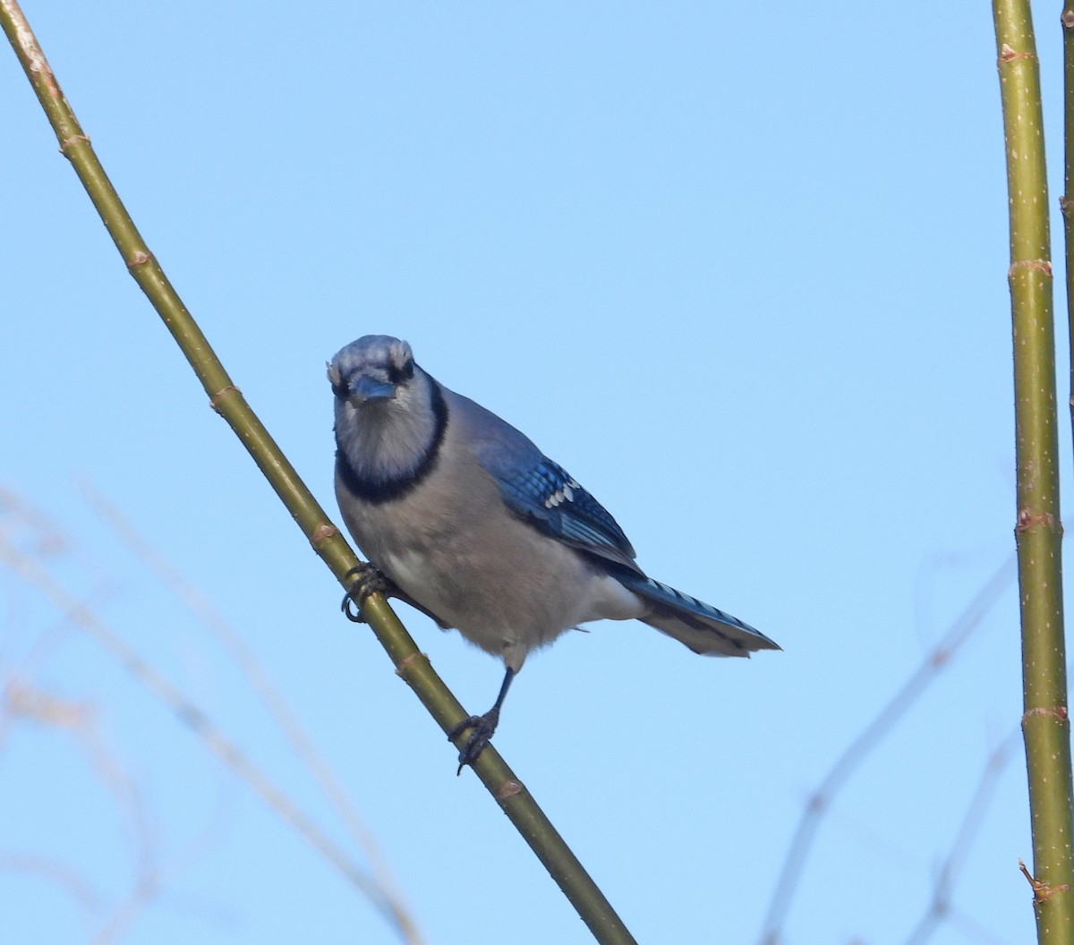Blue Jay - ML647269120