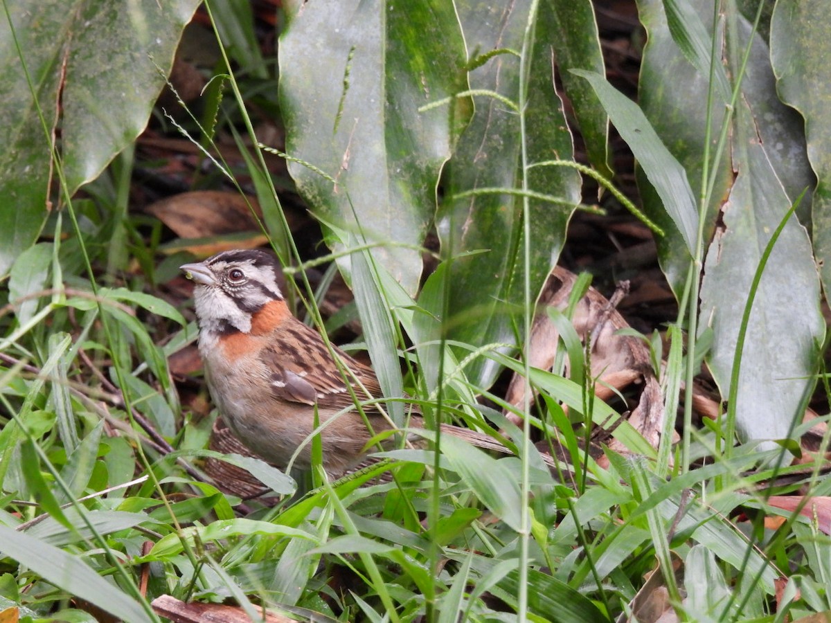 Rufous-collared Sparrow - ML647269122