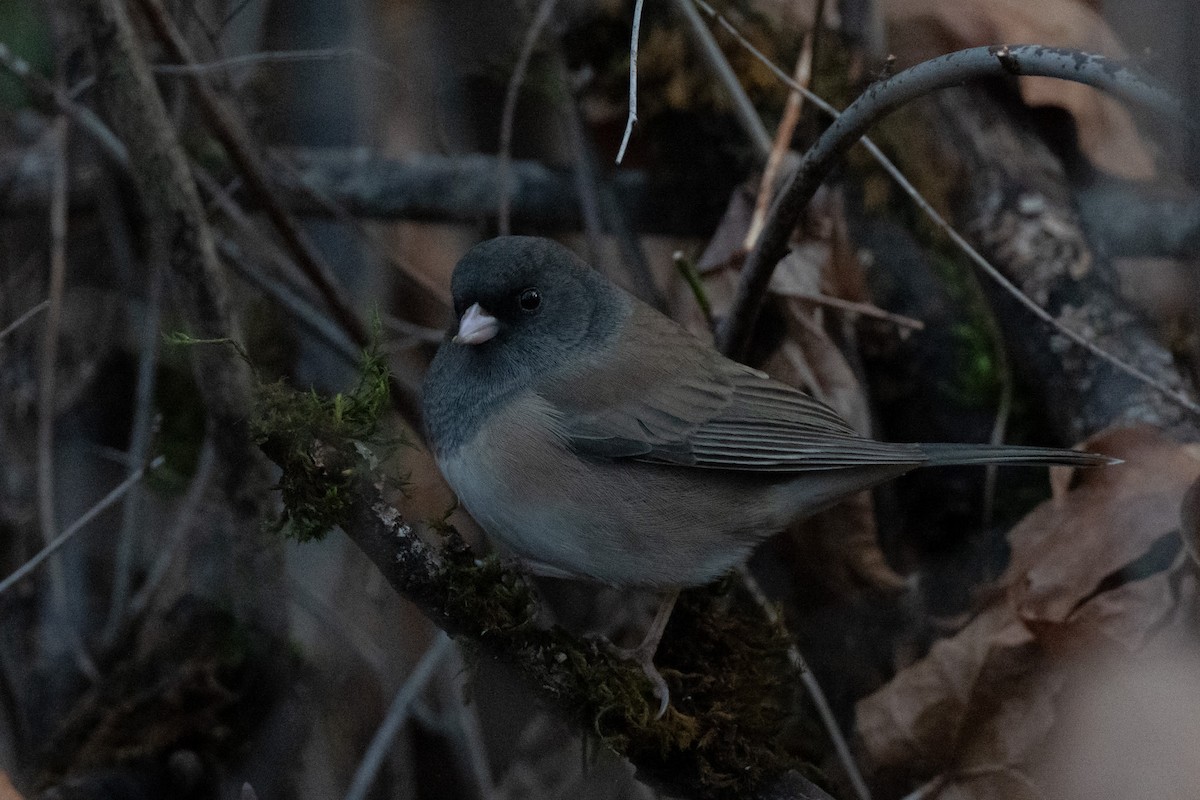 Dark-eyed Junco - ML647269123