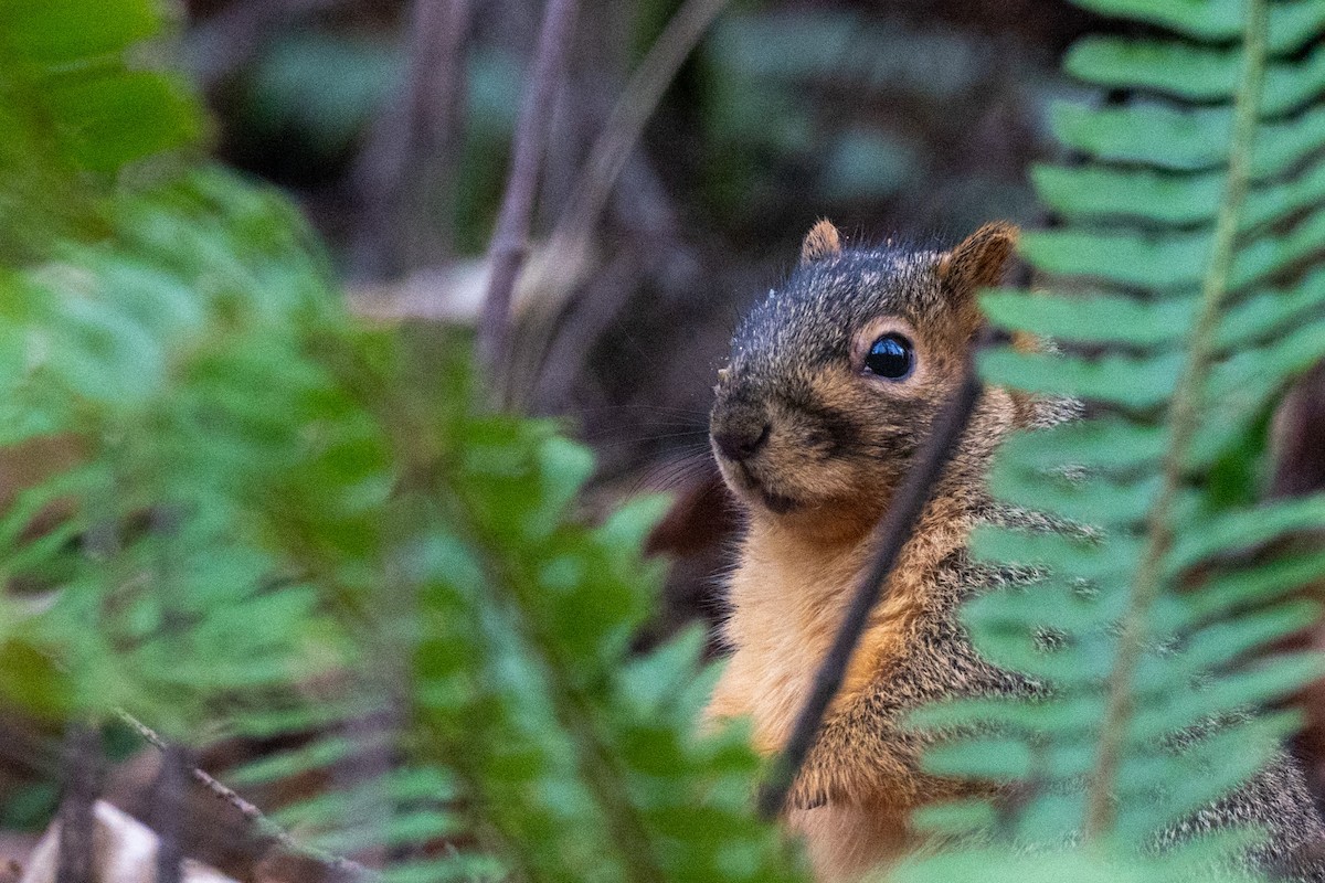 Eastern Fox Squirrel - ML647269133