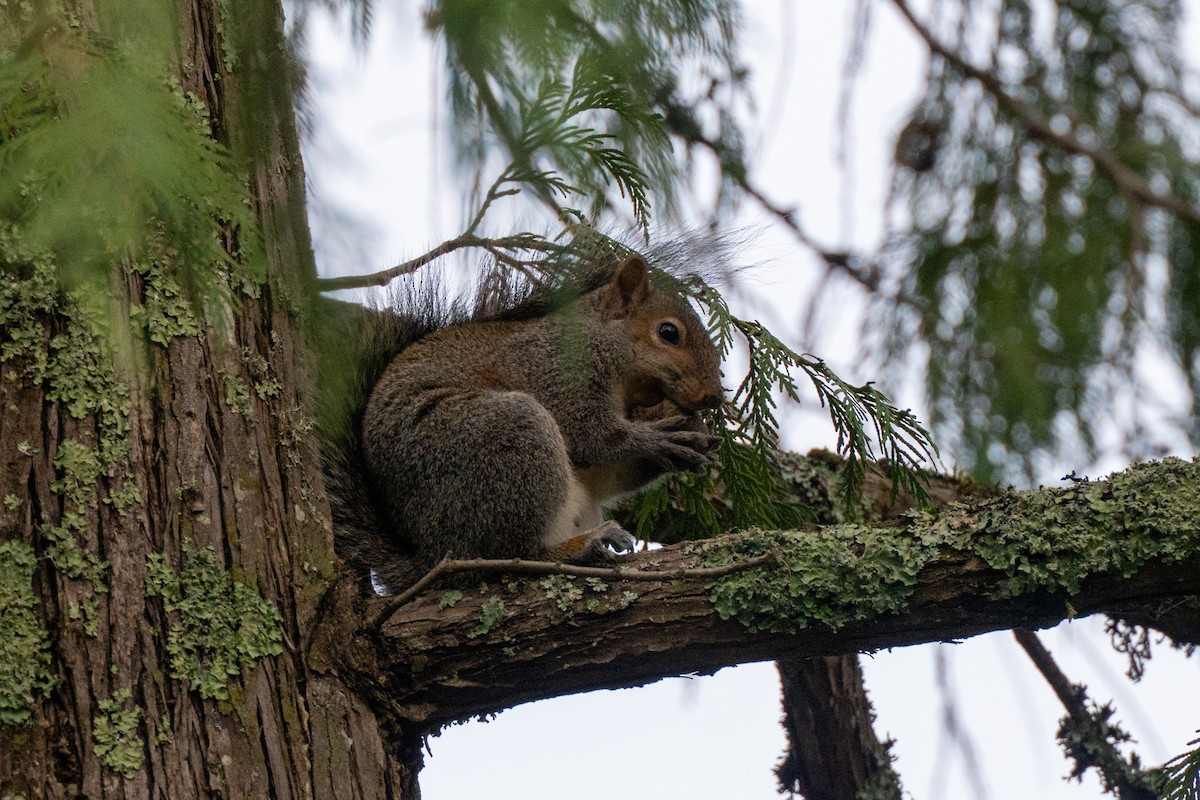 Eastern Gray Squirrel - ML647269134