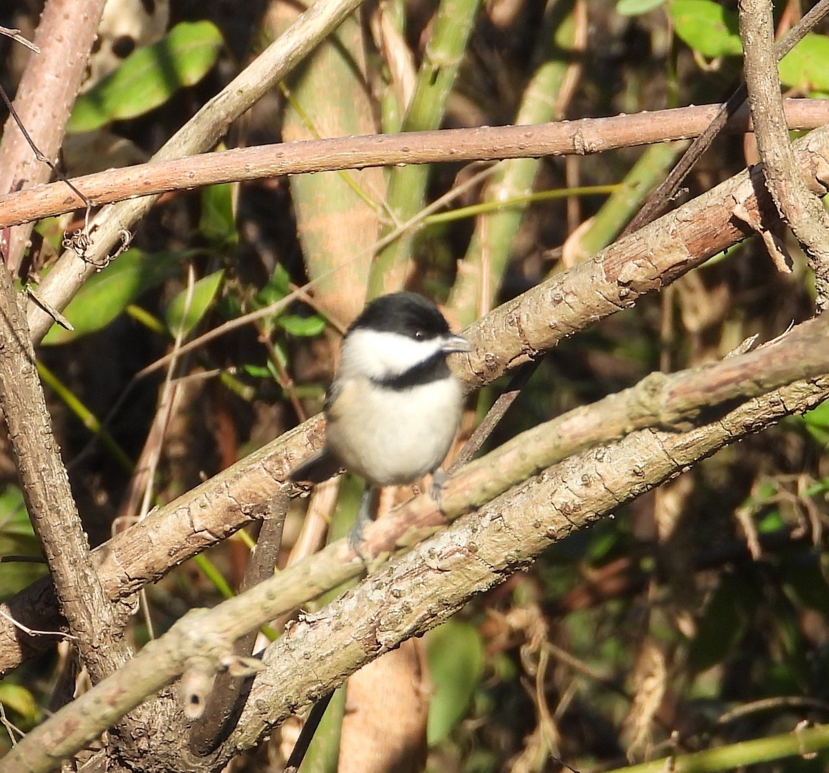 Каролинская гаичка - ML647269149