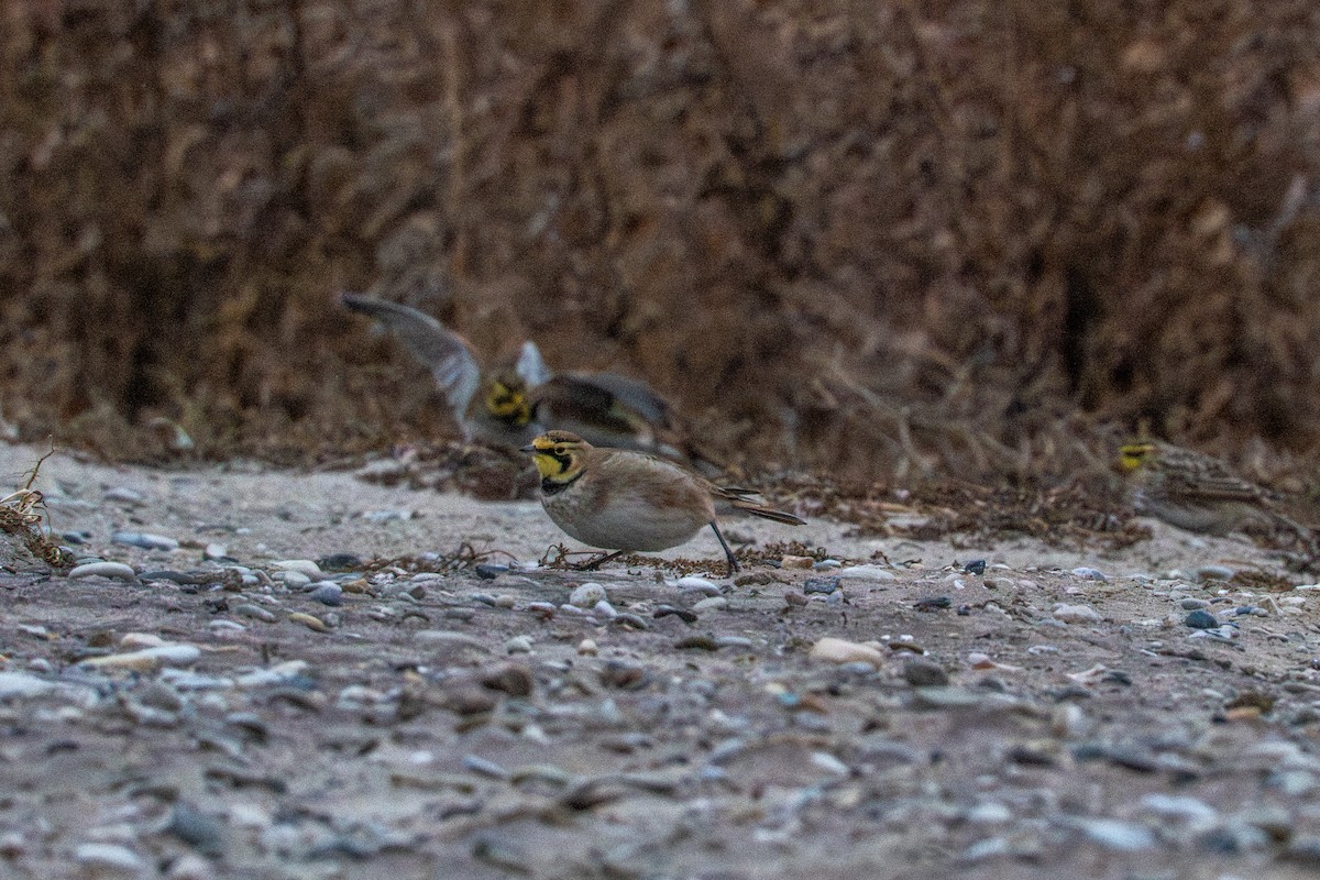 Allodola golagialla - ML647269151