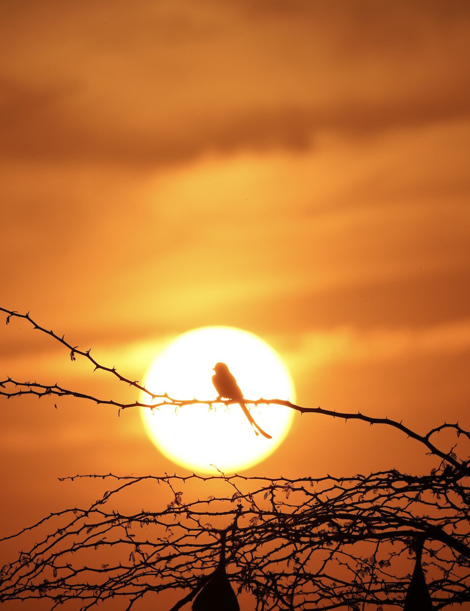 Black Drongo - ML647269152