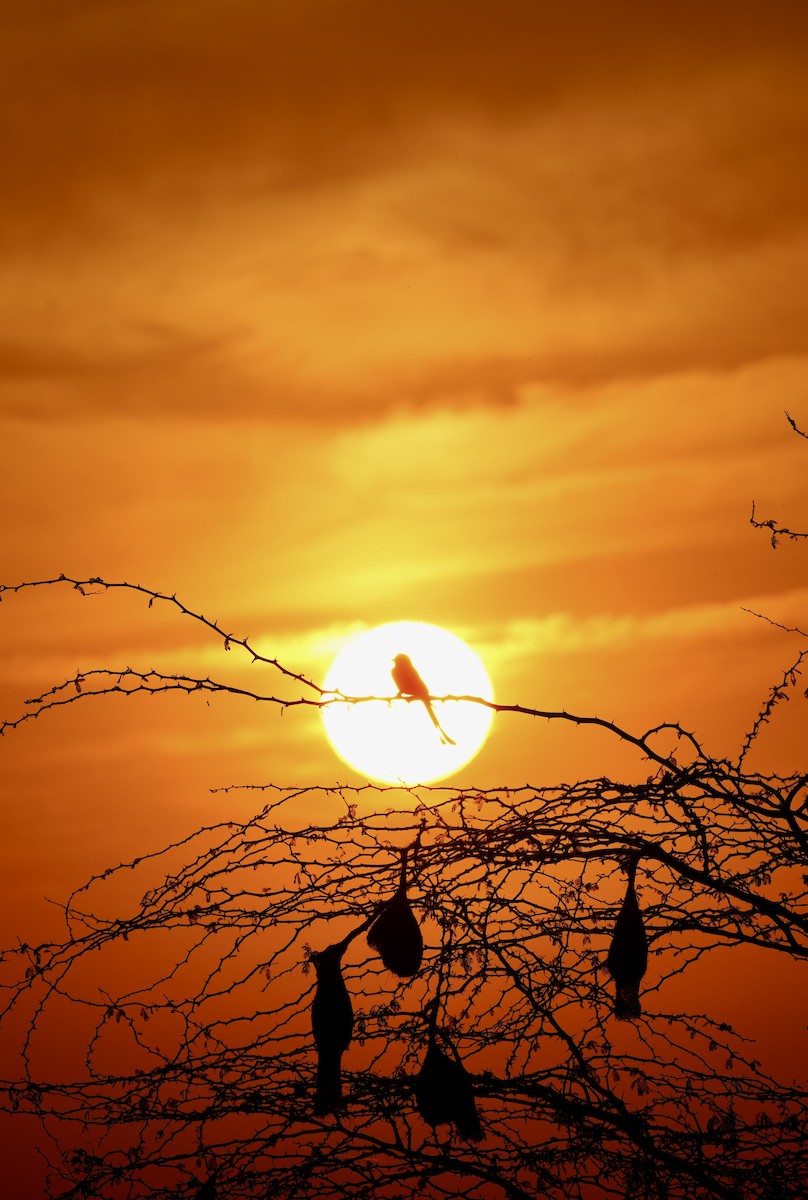 Black Drongo - ML647269153