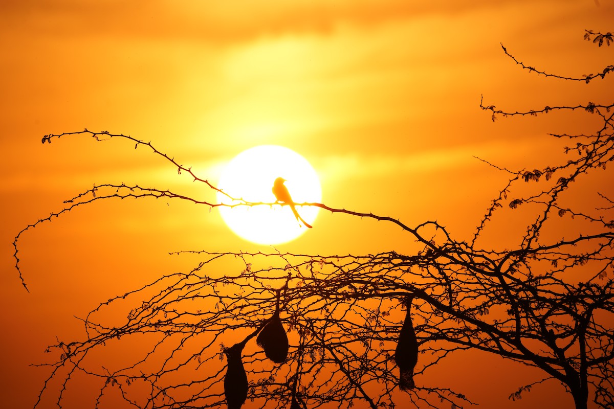 Black Drongo - ML647269154