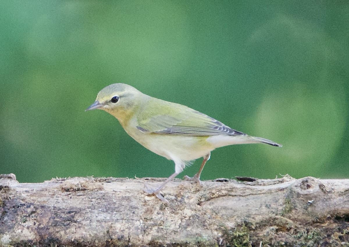 Червоїд світлобровий - ML647269169