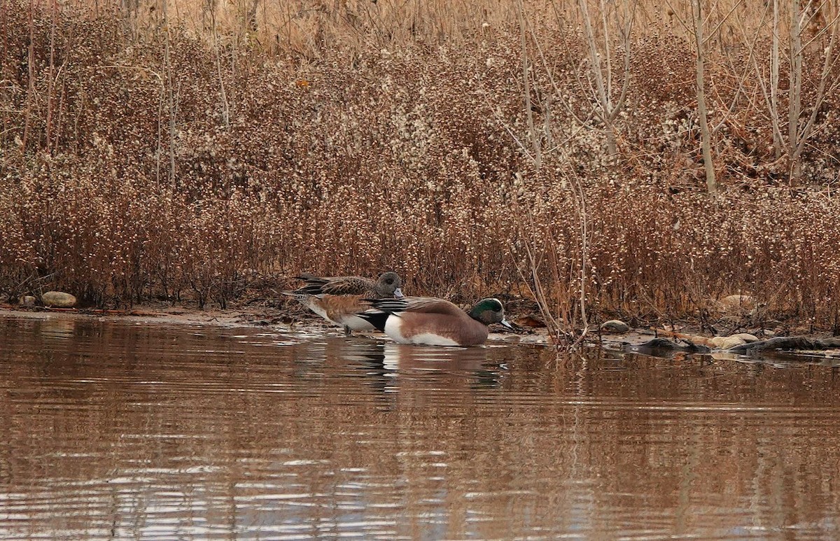 hvízdák americký - ML647269170