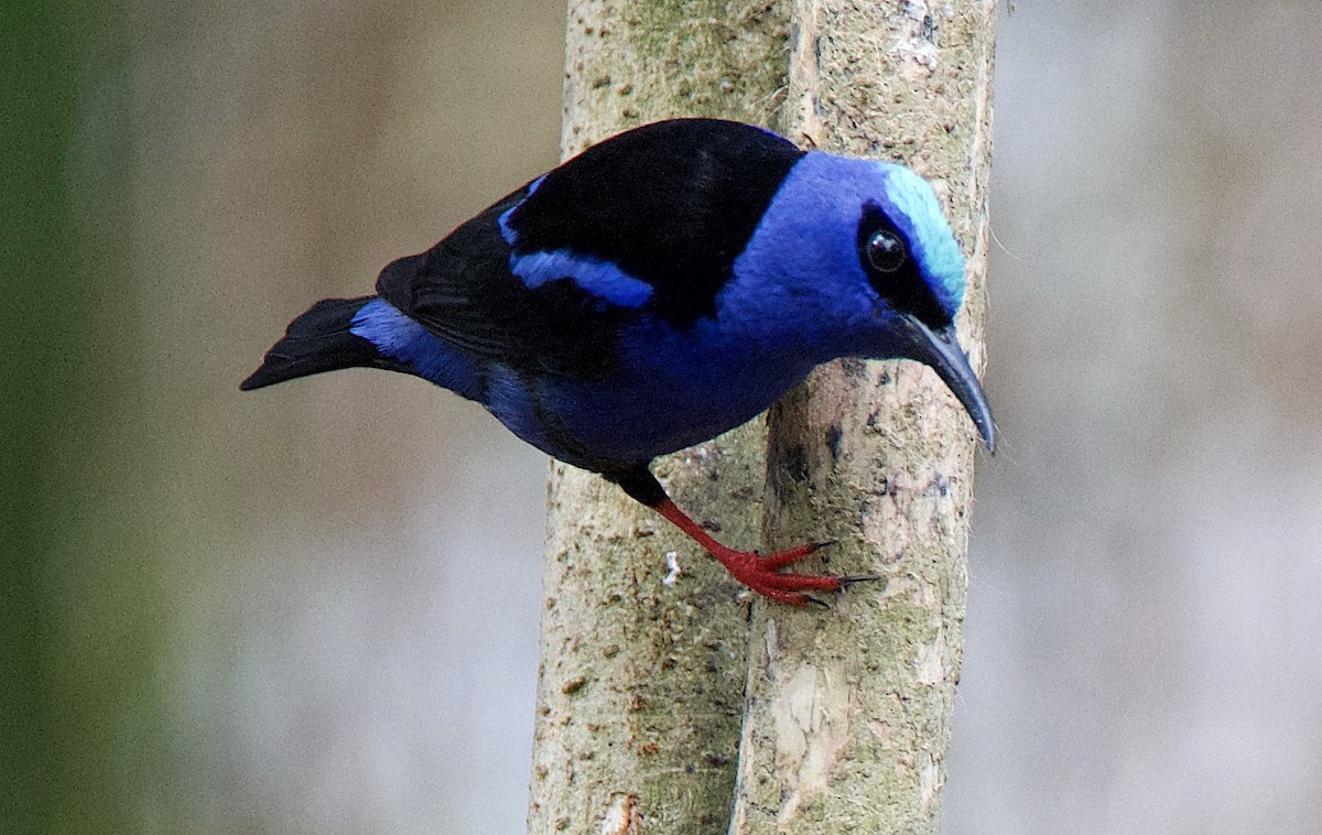 Red-legged Honeycreeper - ML647269190