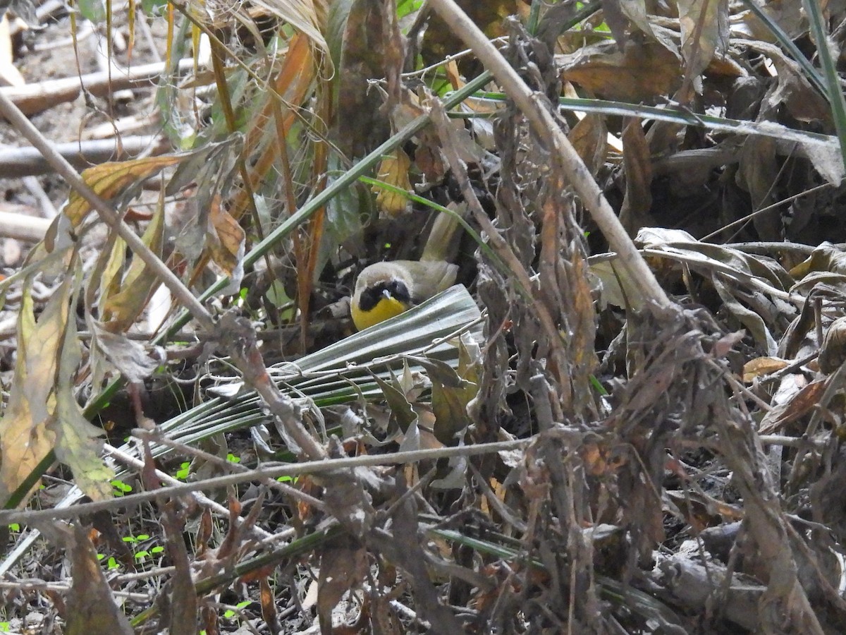 Common Yellowthroat - ML647269192