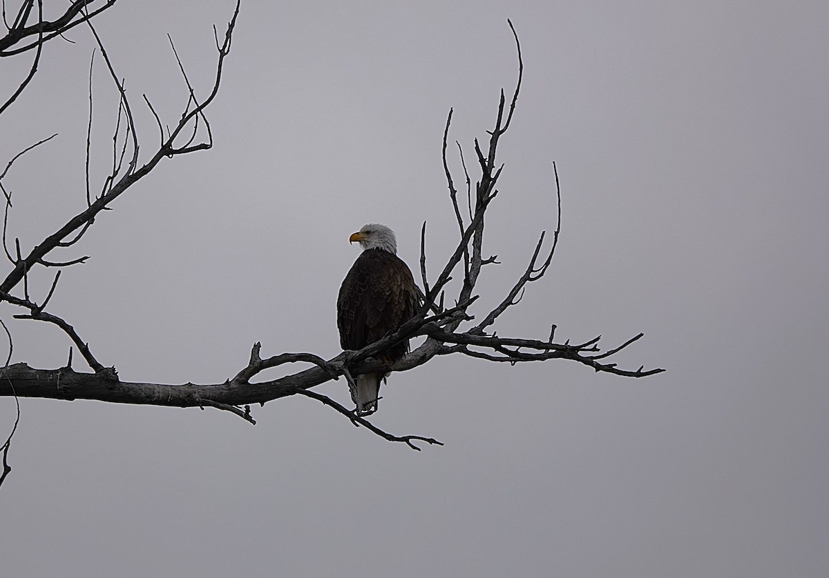 Bald Eagle - ML647269195