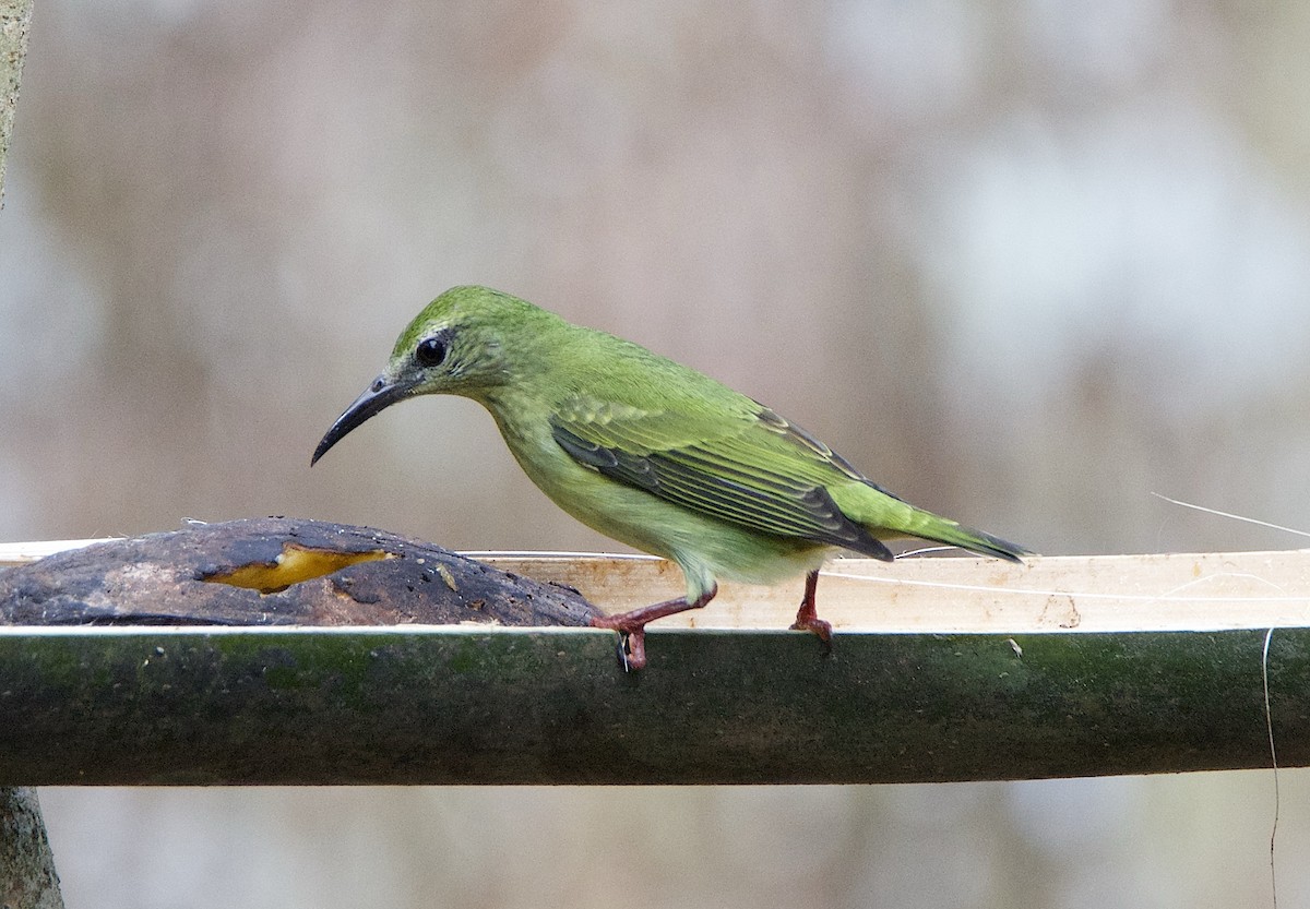 Red-legged Honeycreeper - ML647269196