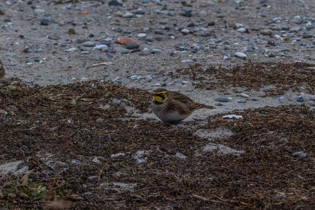 Allodola golagialla - ML647269199