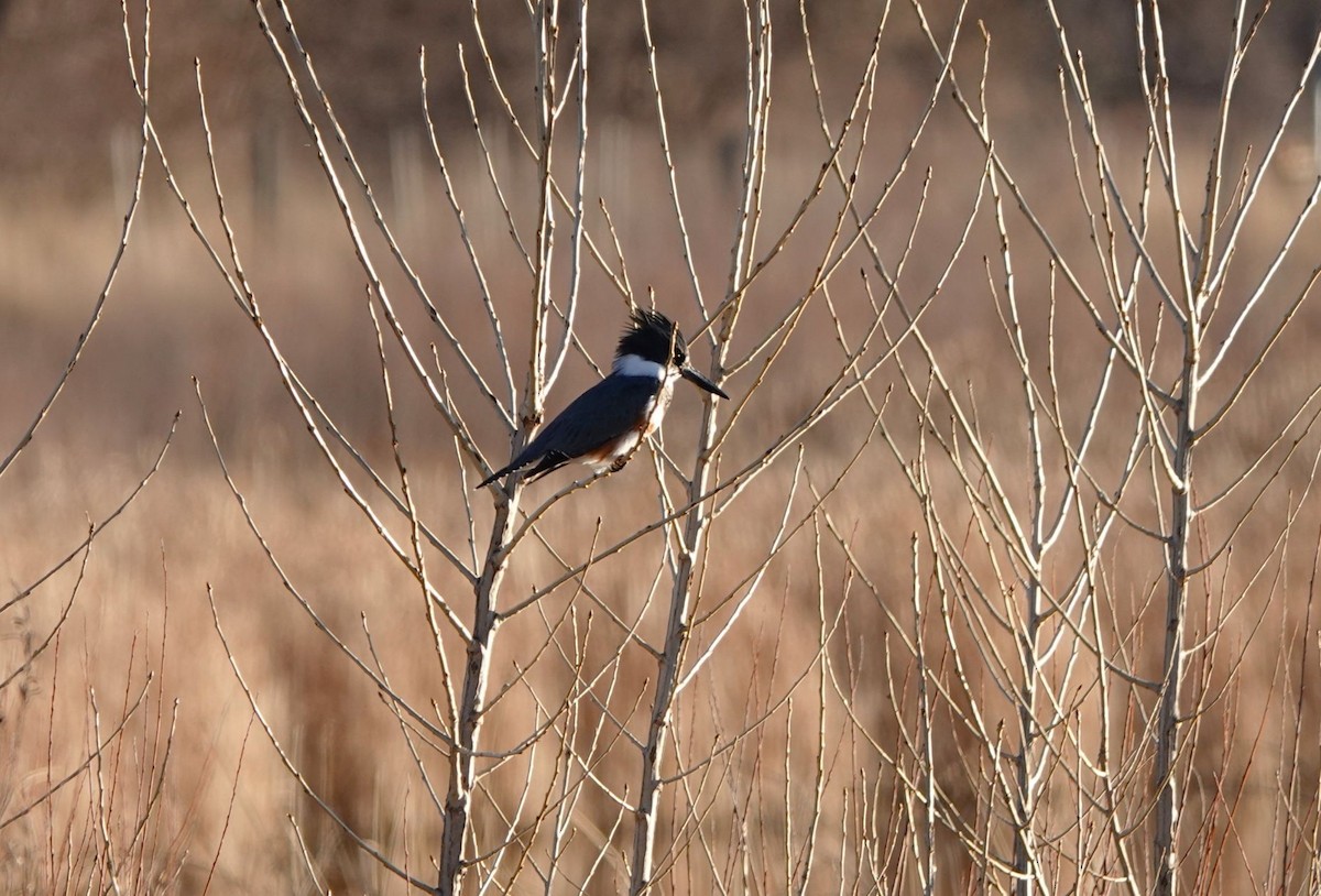 Belted Kingfisher - ML647269200