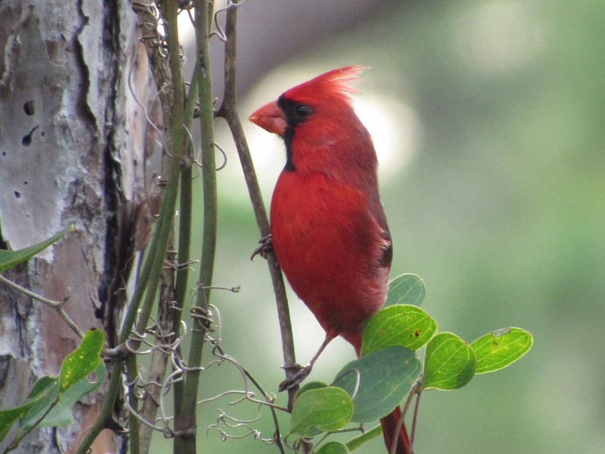 Cardinal rouge - ML647269208