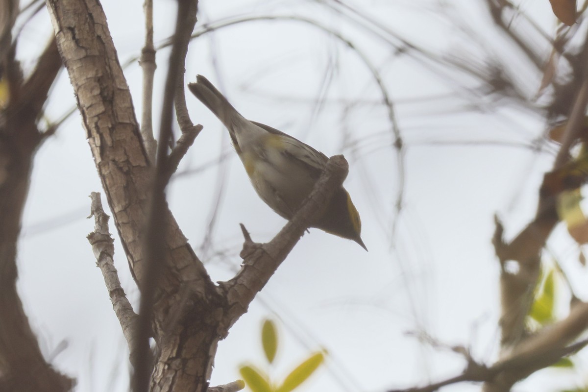 Black-throated Green Warbler - ML647269209