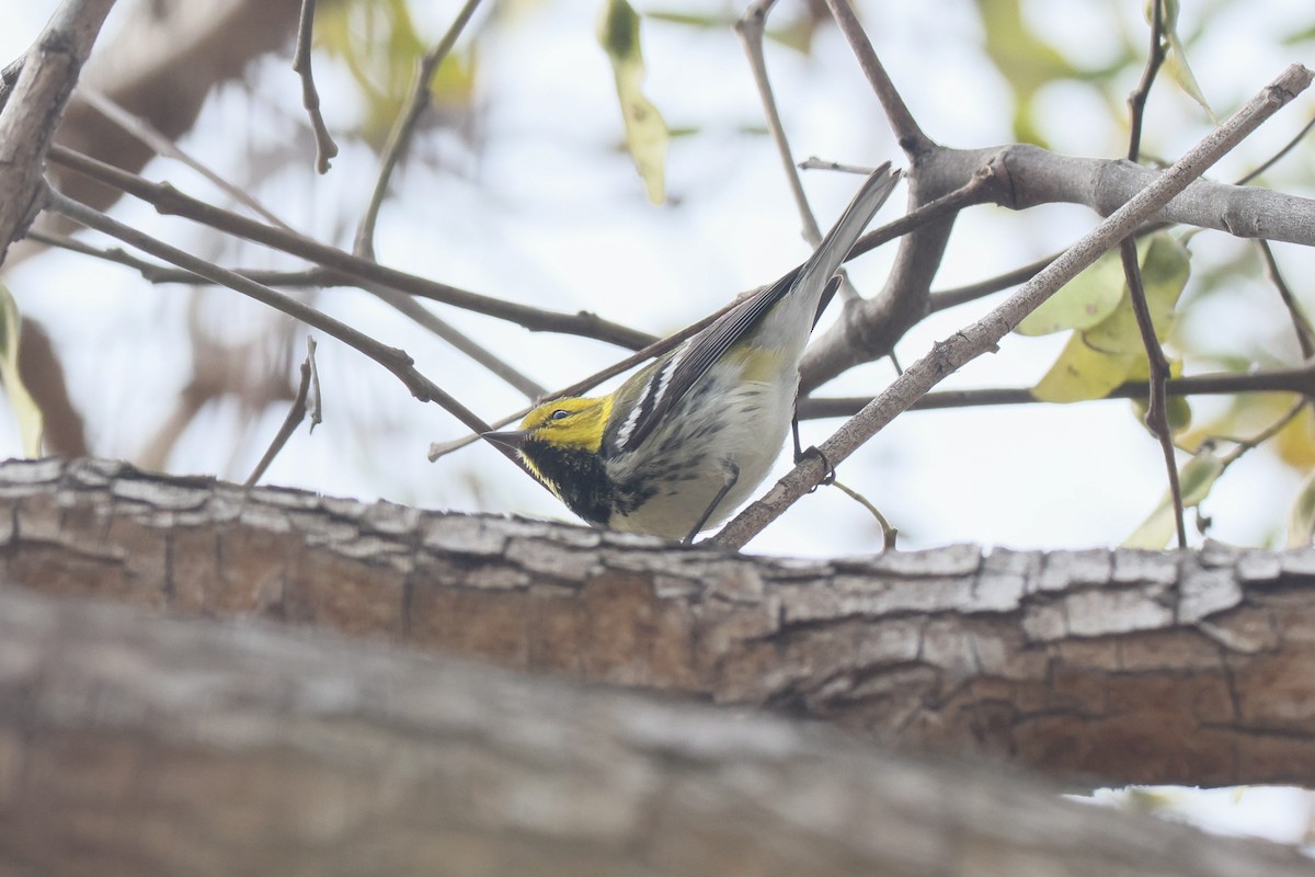 Black-throated Green Warbler - ML647269210