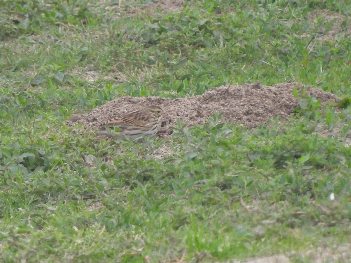 Пасовник савановий - ML647269213