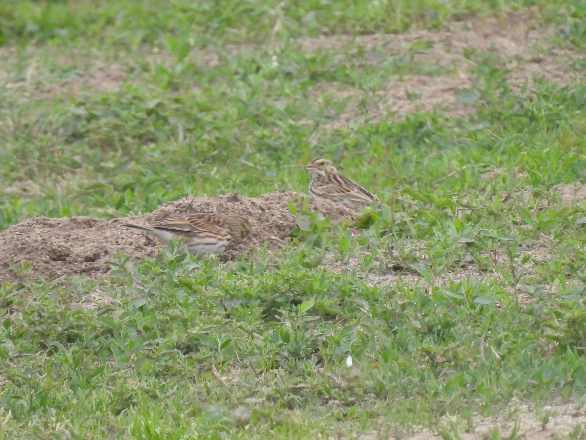 Пасовник савановий - ML647269214