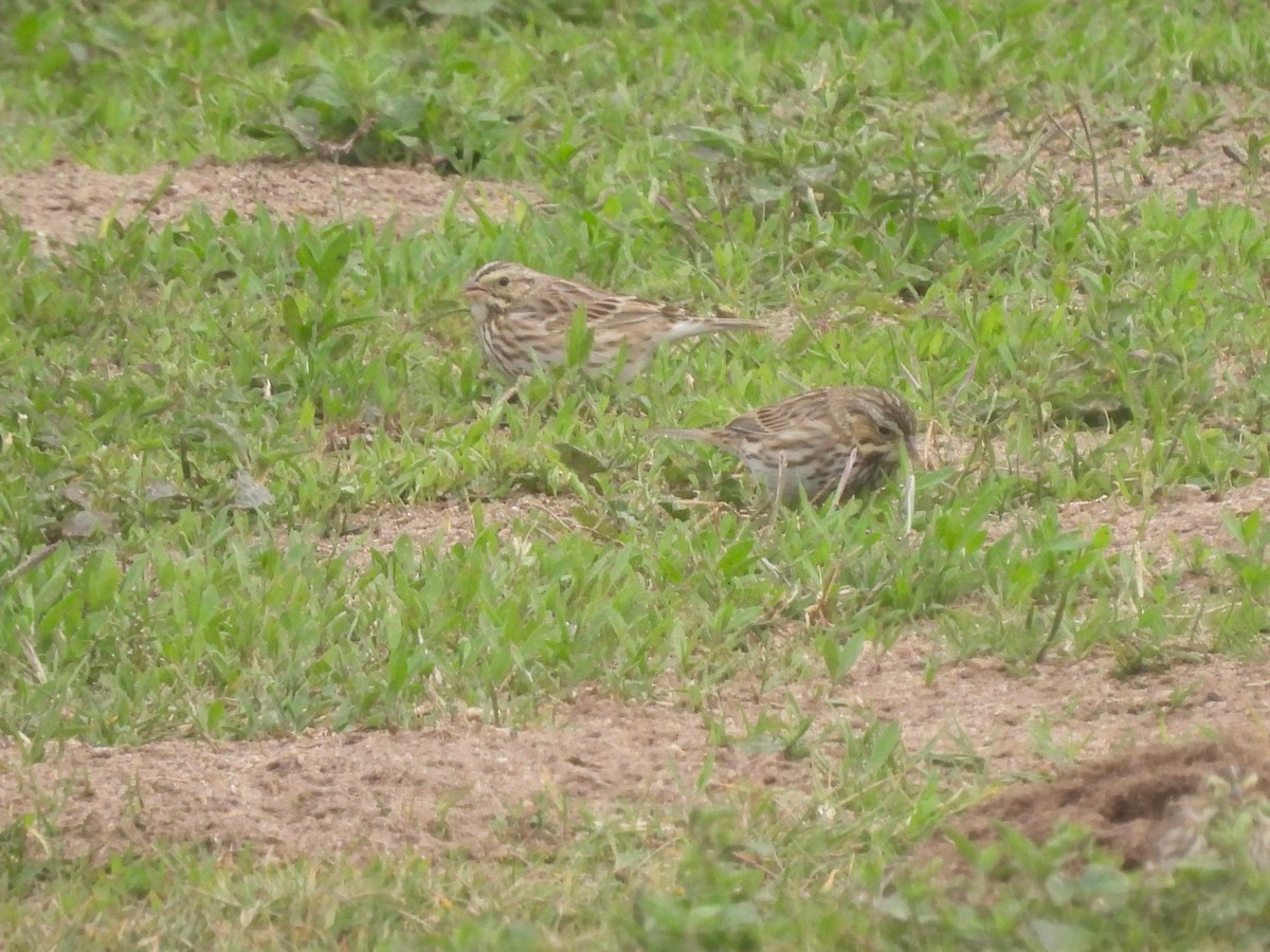 Пасовник савановий - ML647269217