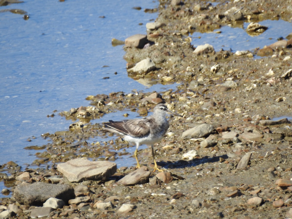 Chevalier de Sibérie - ML647269221