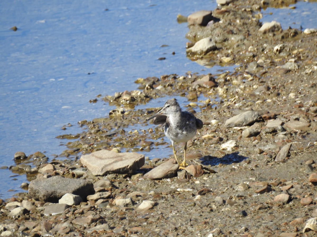 Chevalier de Sibérie - ML647269222