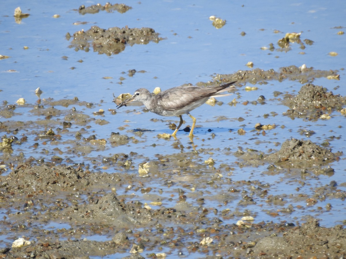 Chevalier de Sibérie - ML647269223
