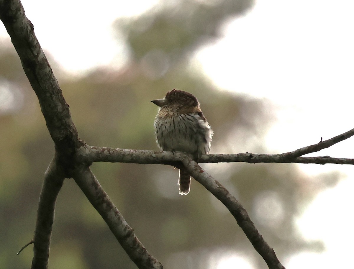 Western Striolated-Puffbird - ML647269226