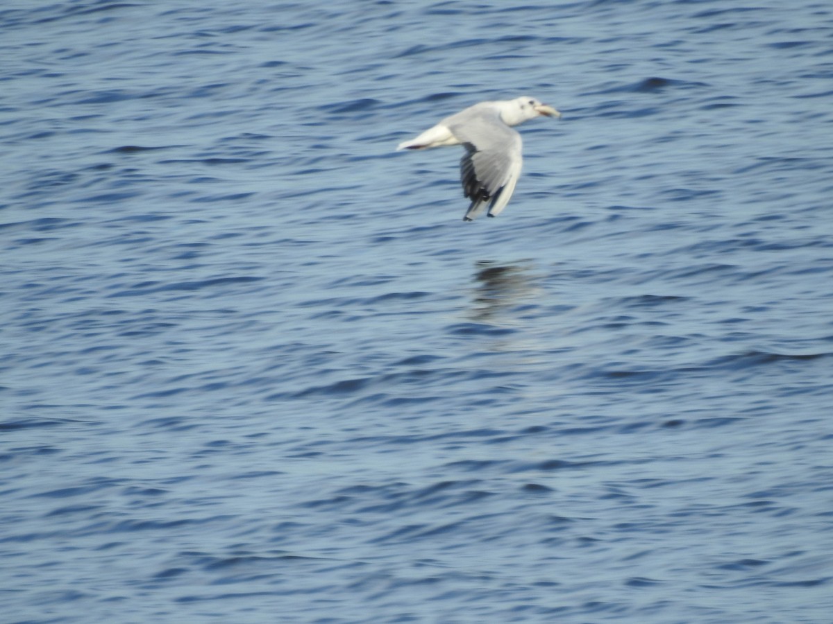 Black-headed Gull - ML647269228