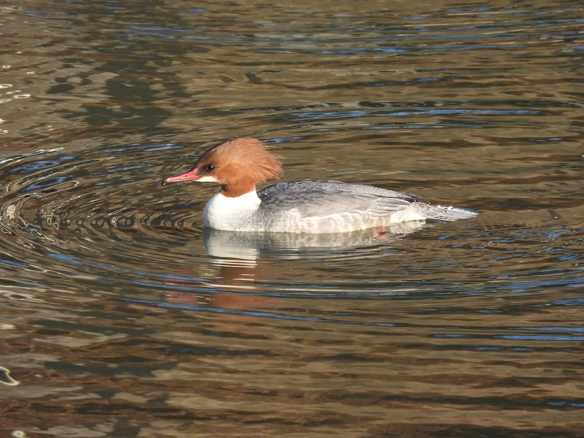 Хумхин бохио - ML647269230