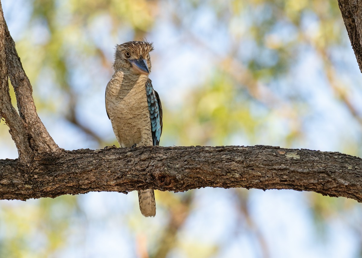 Blue-winged Kookaburra - ML647269233