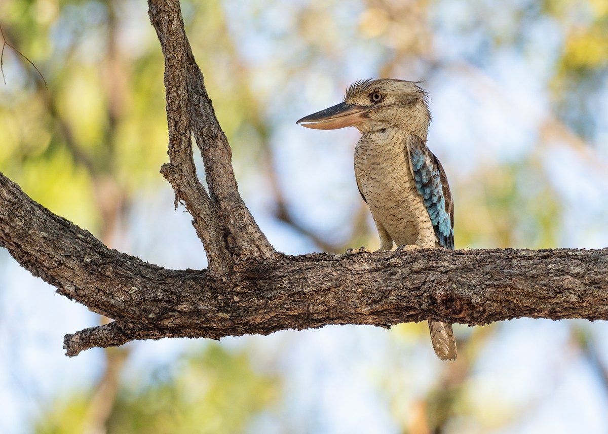 Blue-winged Kookaburra - ML647269234