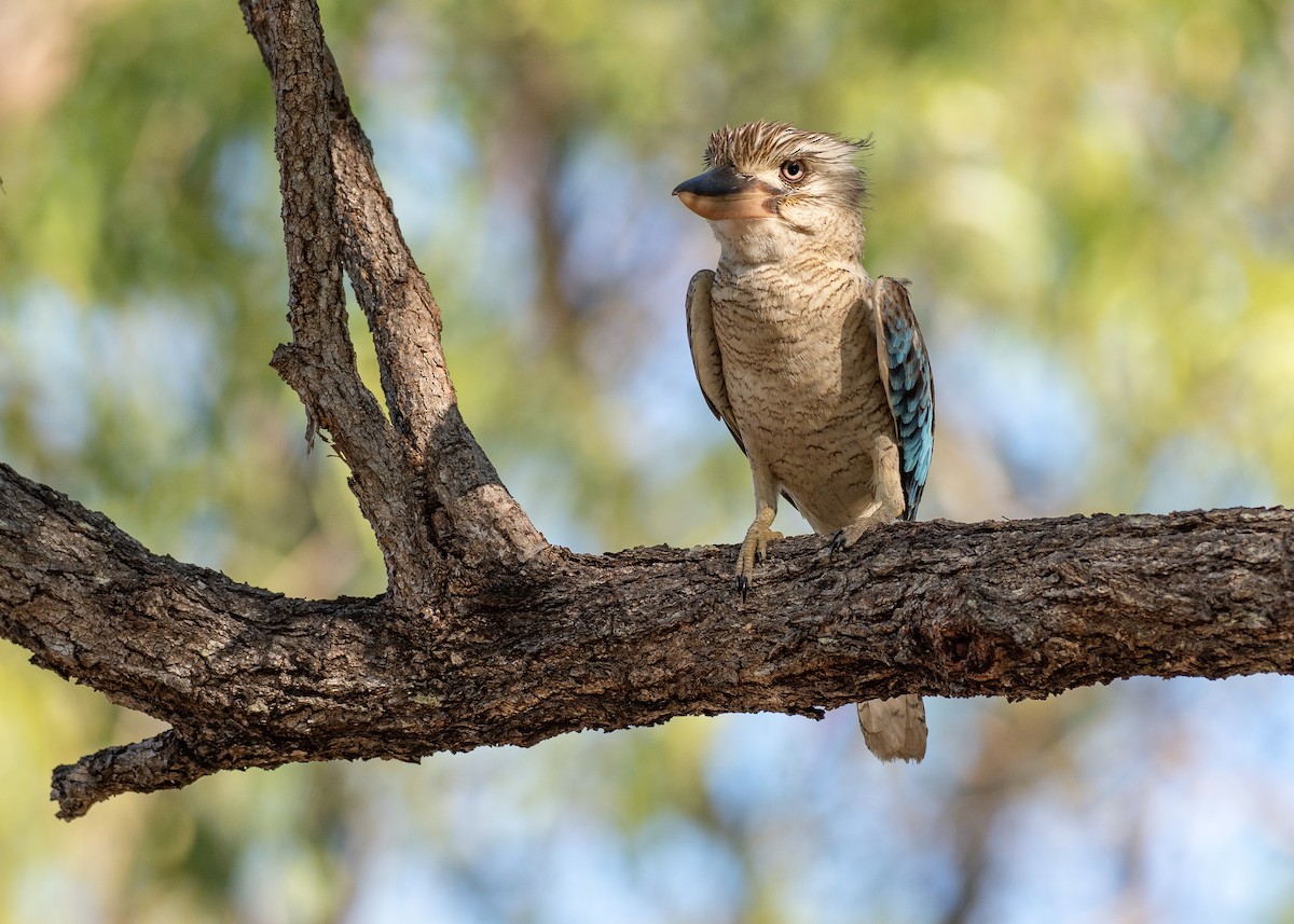 Blue-winged Kookaburra - ML647269235