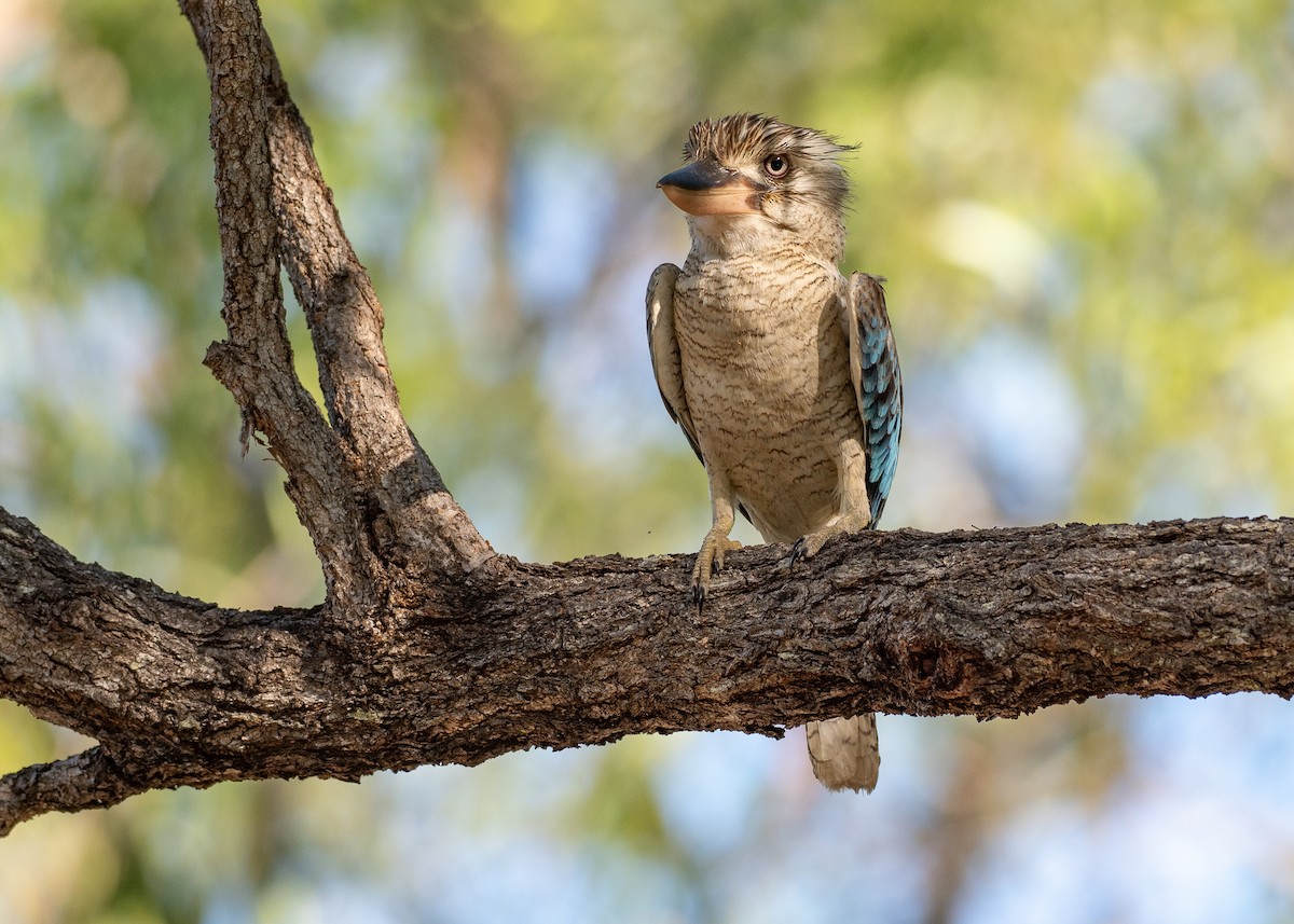 Blue-winged Kookaburra - ML647269236