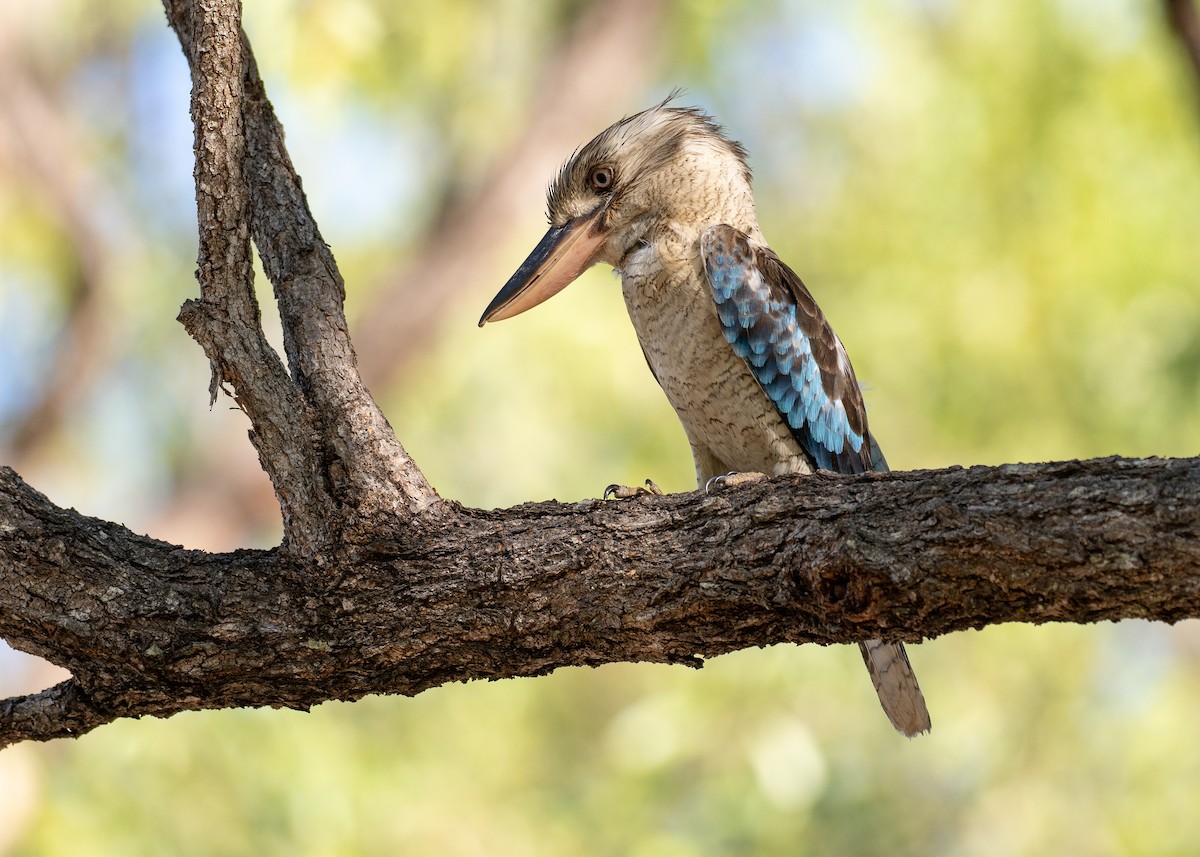 Blue-winged Kookaburra - ML647269238