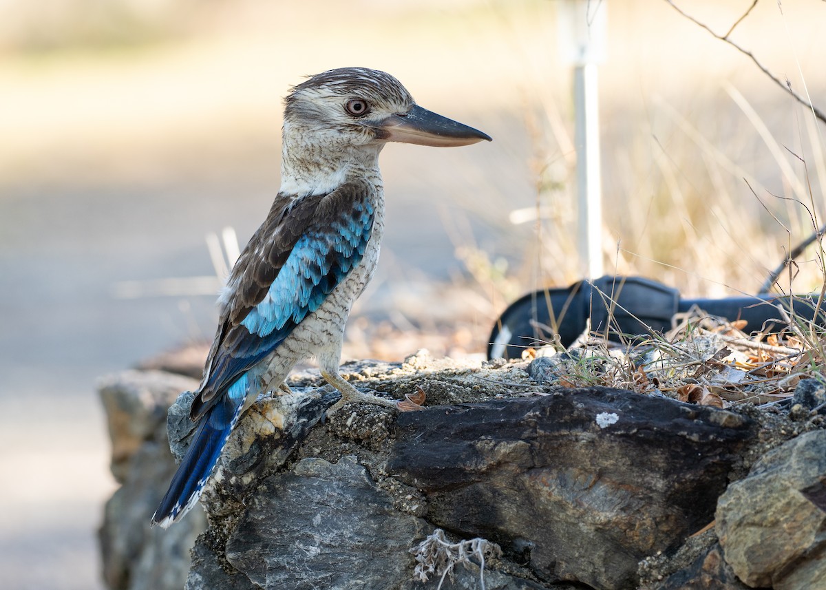 アオバネワライカワセミ - ML647269239