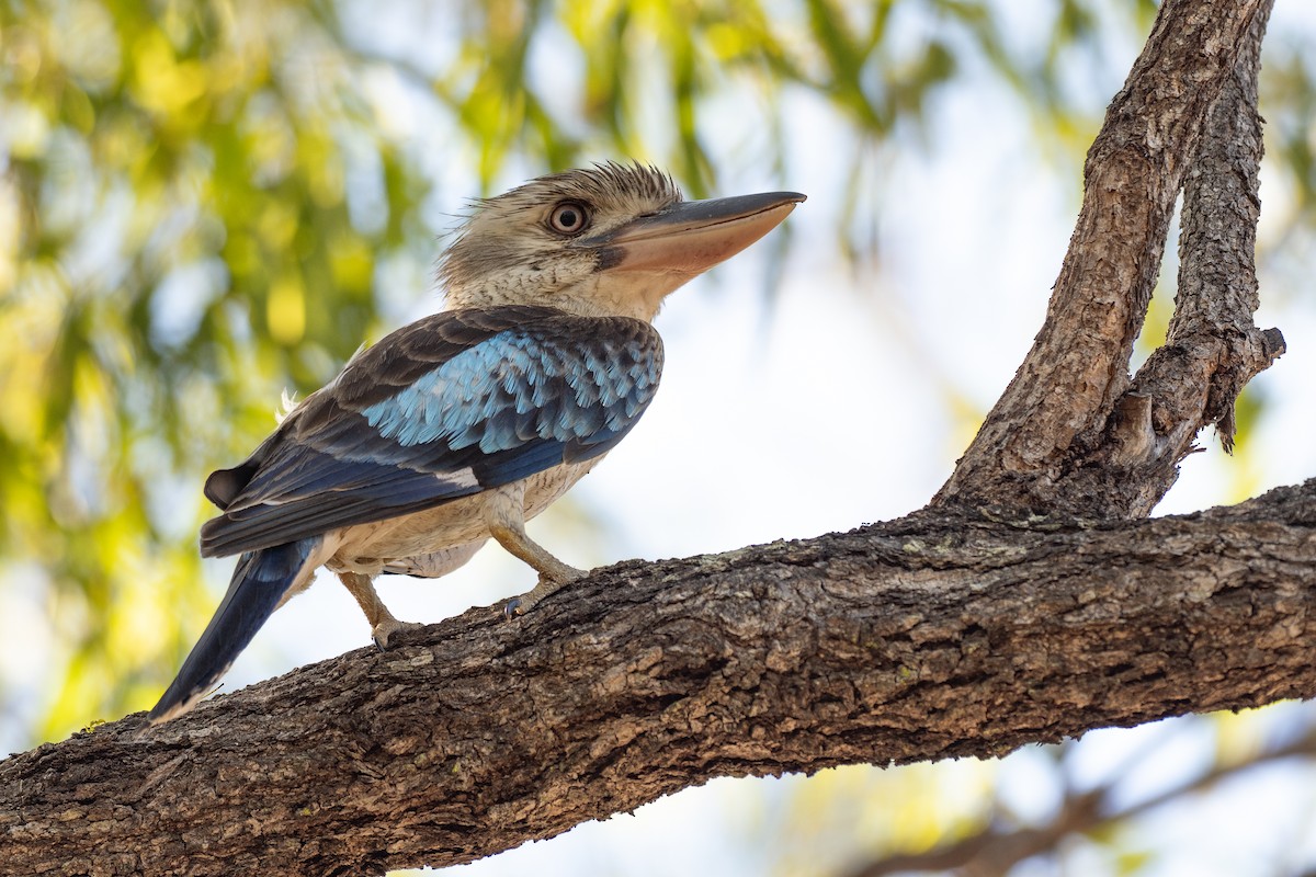 Blue-winged Kookaburra - ML647269240