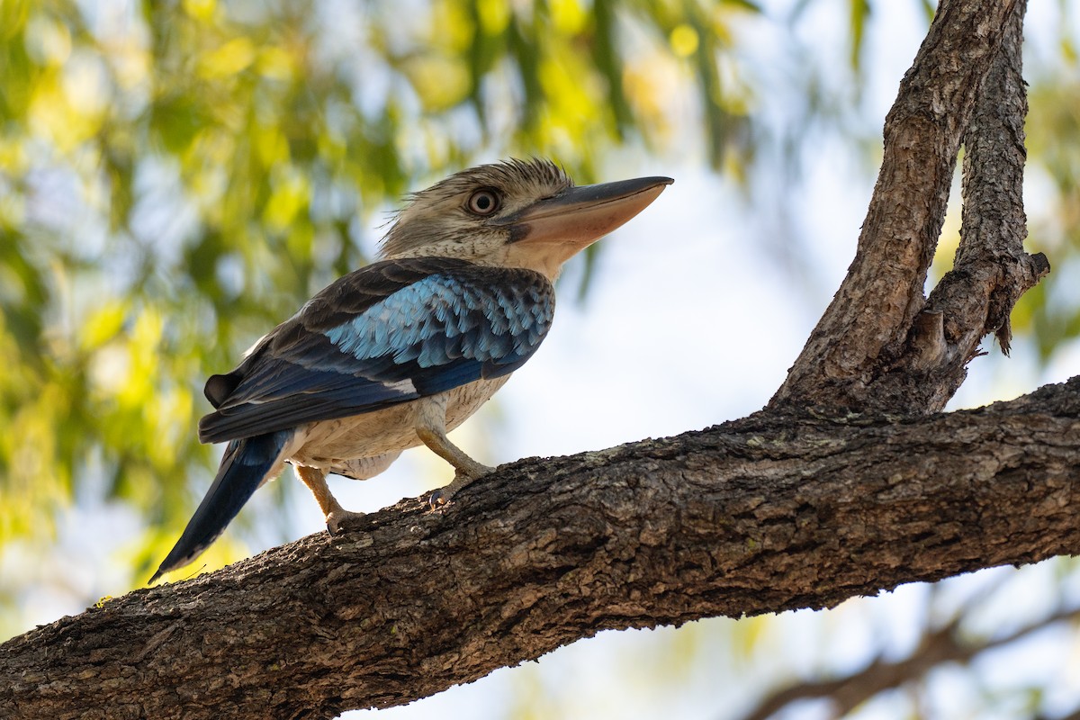 アオバネワライカワセミ - ML647269241