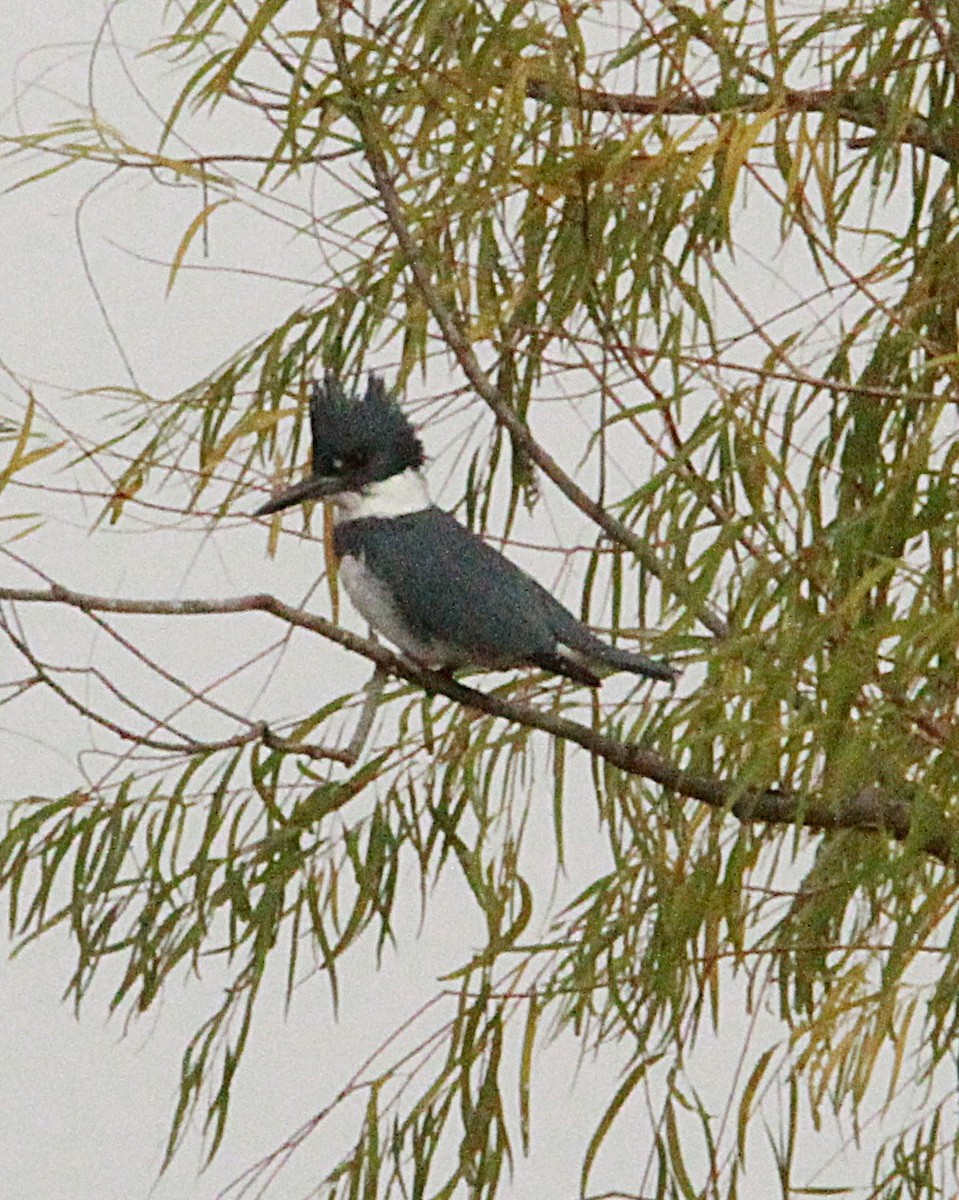 Belted Kingfisher - ML647269244
