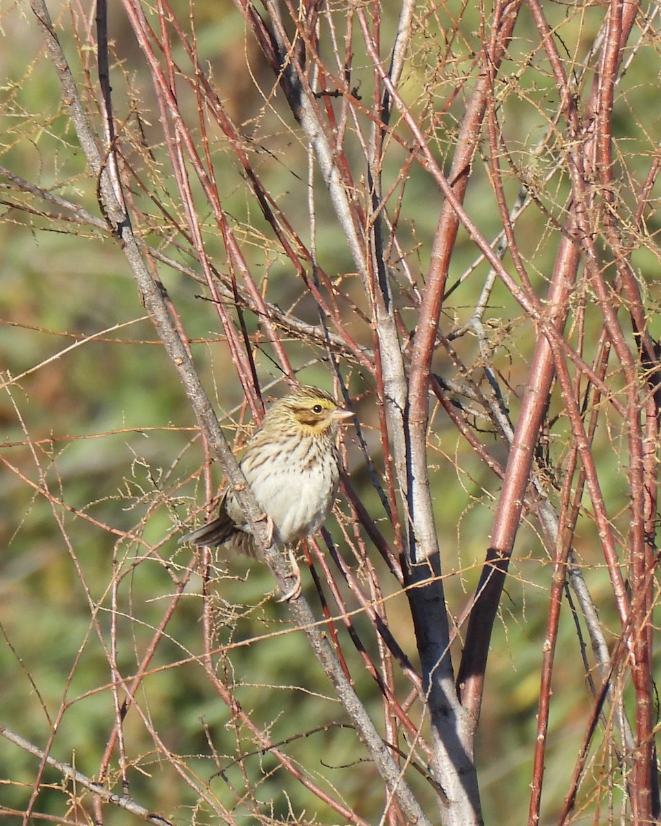 Пасовник савановий - ML647269246