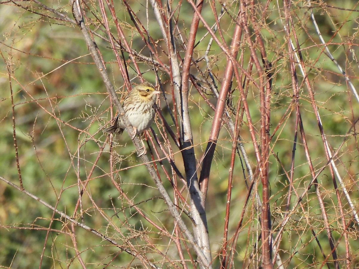 Пасовник савановий - ML647269247