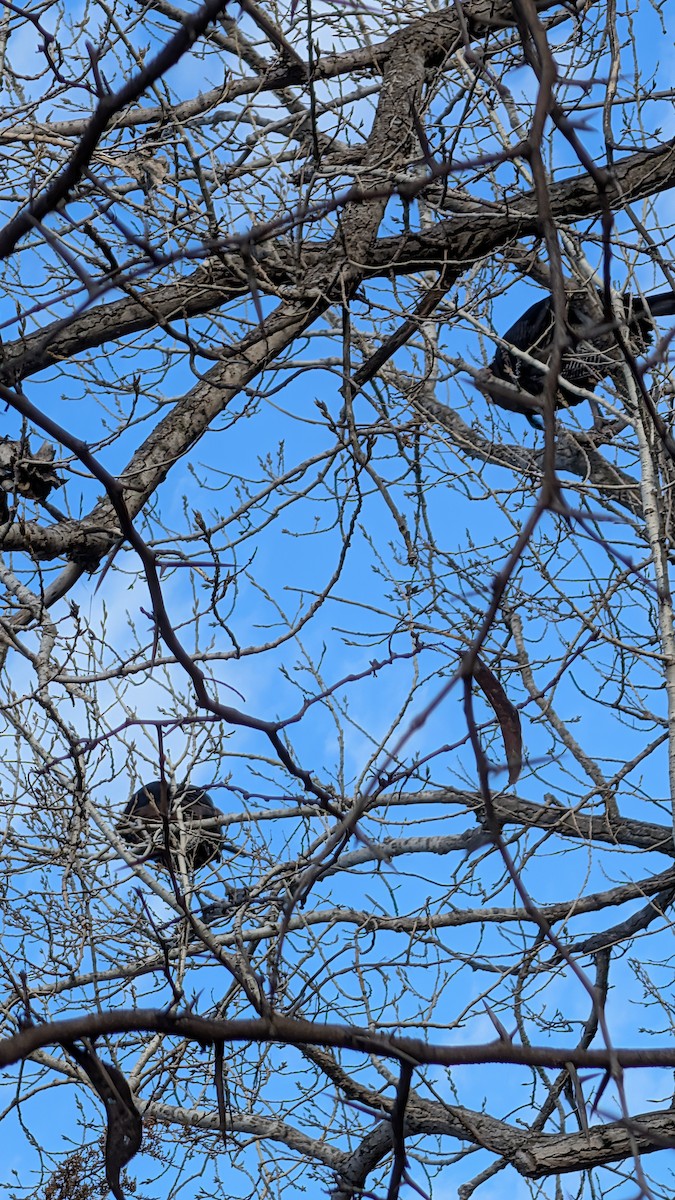 Wild Turkey - ML647269248